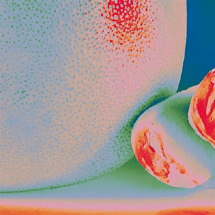 CITRUS CITRUS - ALBEDO MASSIMA