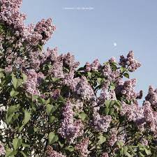 URVANOVIC - LET'S NOT BE HERE