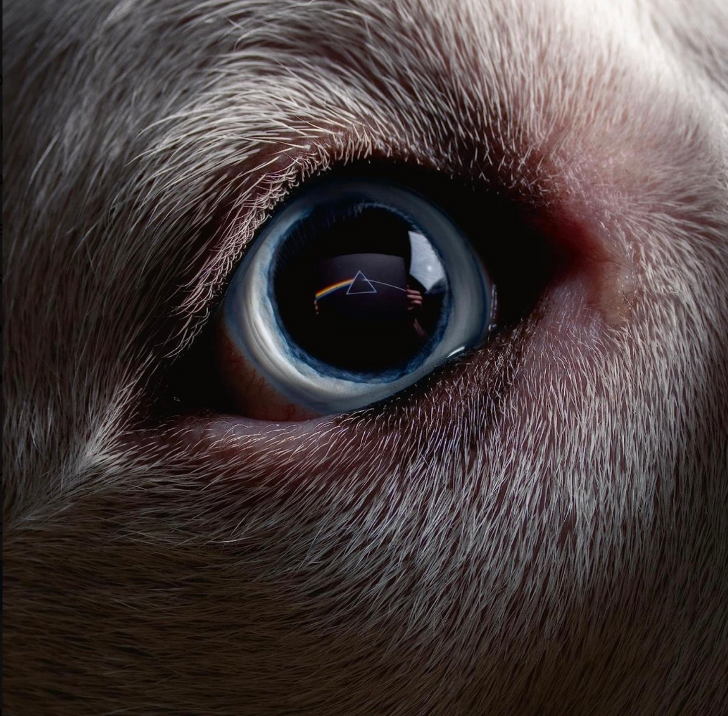 ROGER WATERS - Dark Side Of The Moon Redux (Blue Vinyl)