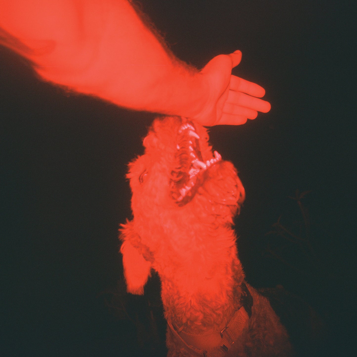 Eli Winter - A Trick of the Light ("OPTICAL ILLUSION" TRANSPARENT RED VINYL)