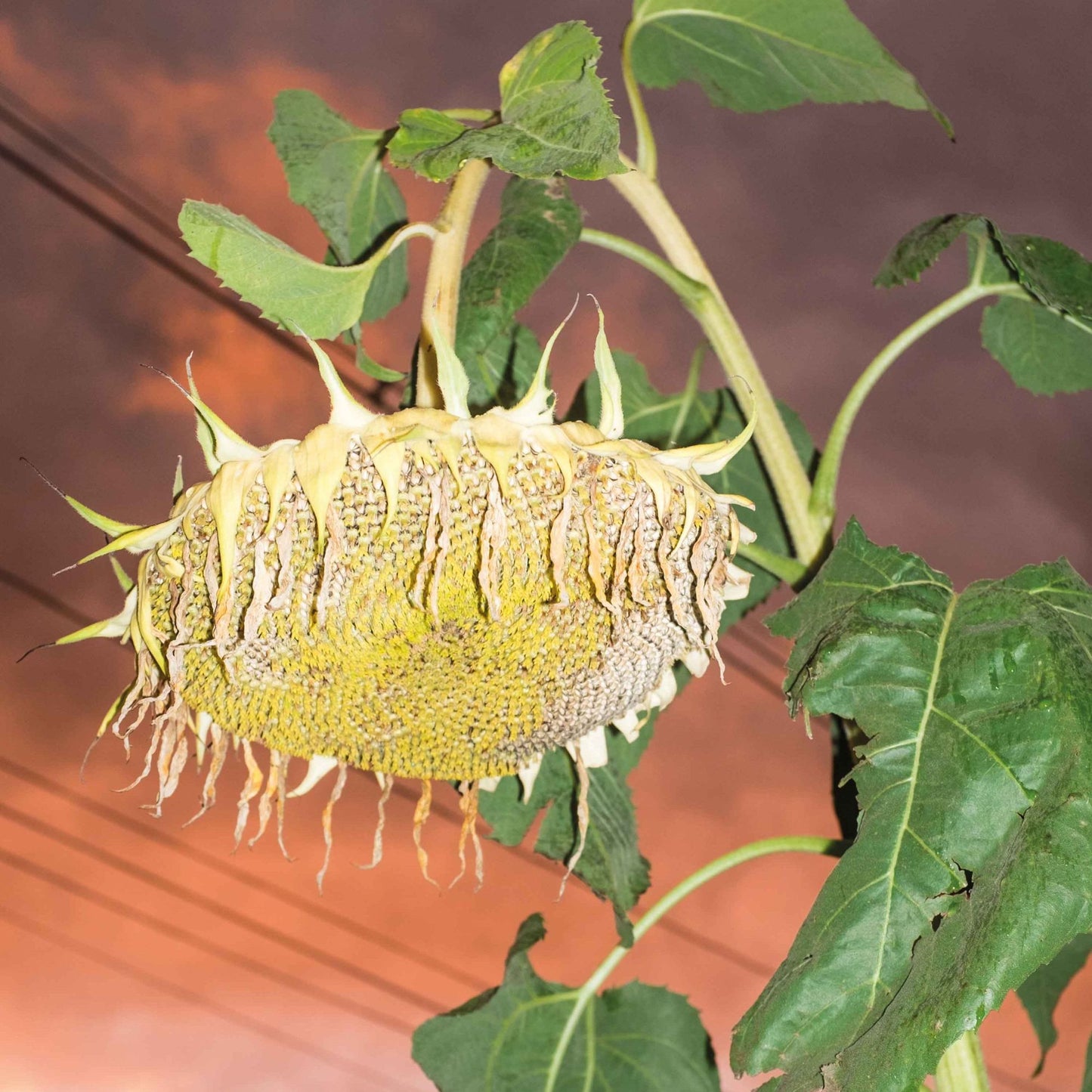 Phatness - Fillerkiller