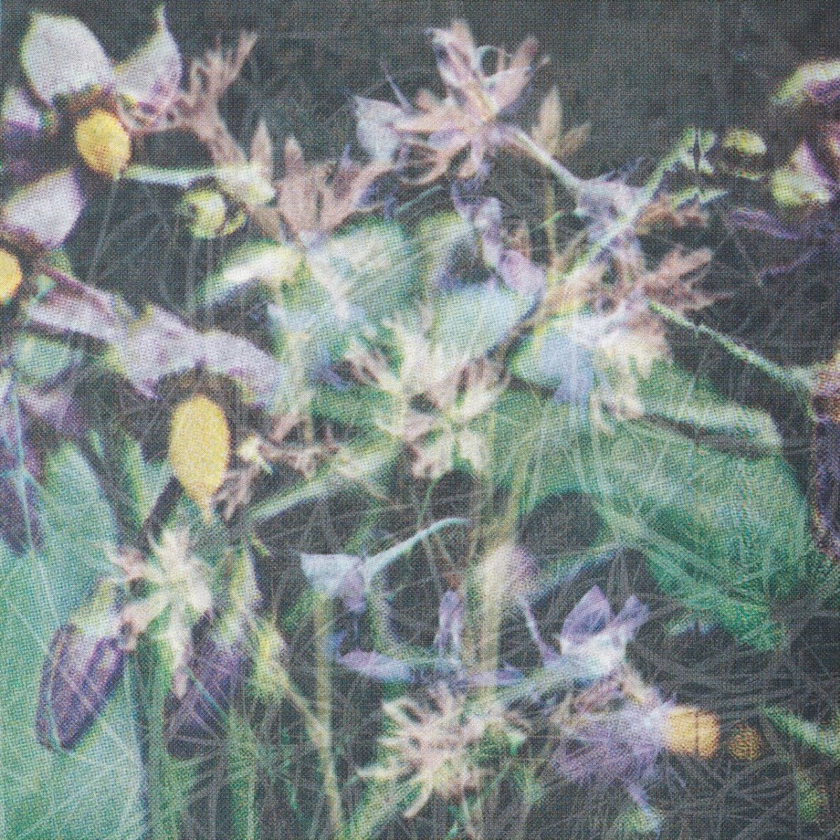 Jas Shaw - Between The Seed And The Timber