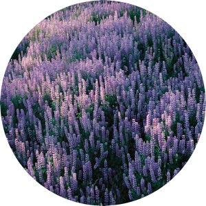 HNNY - PENCIL HOUSES