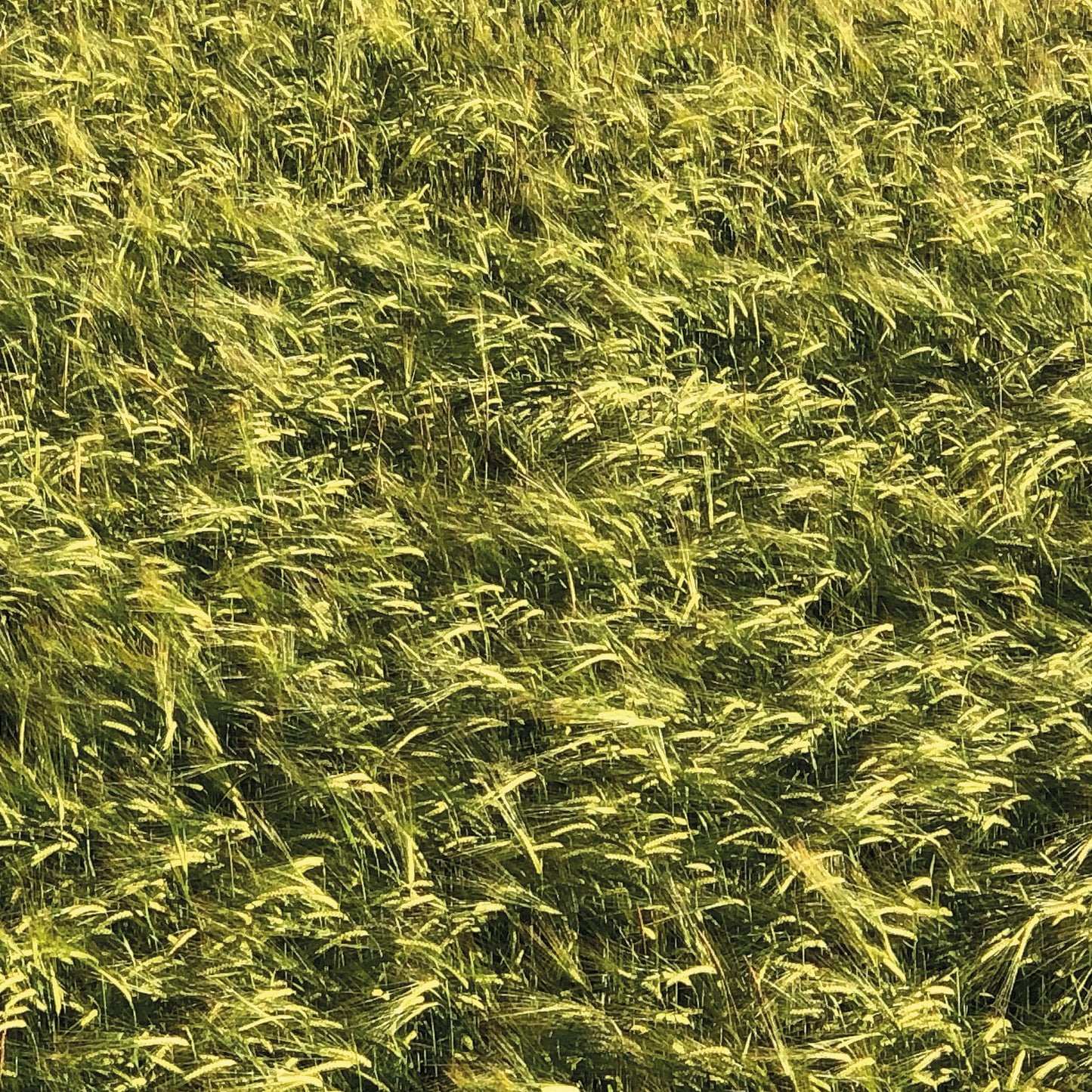 Skee Mask - Pool (ONE PER CUSTOMER)