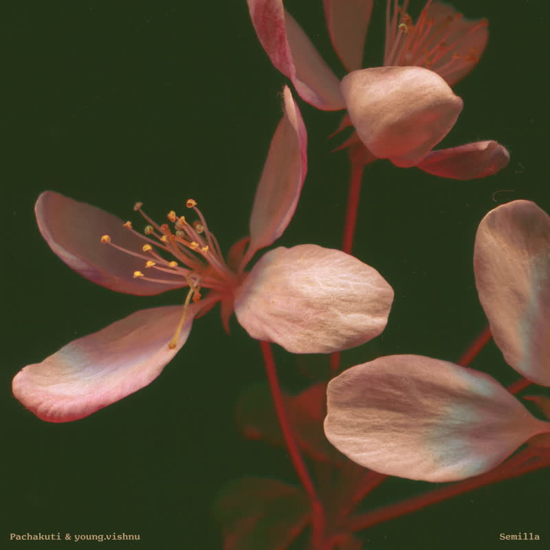 Pachakuti & youngvishnu - Semilla