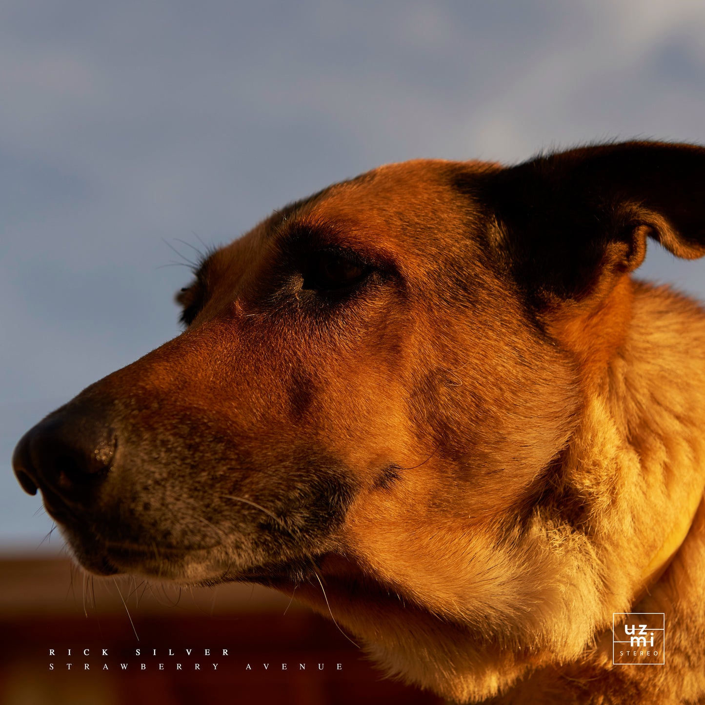 Rick Silver - Strawberry Avenue