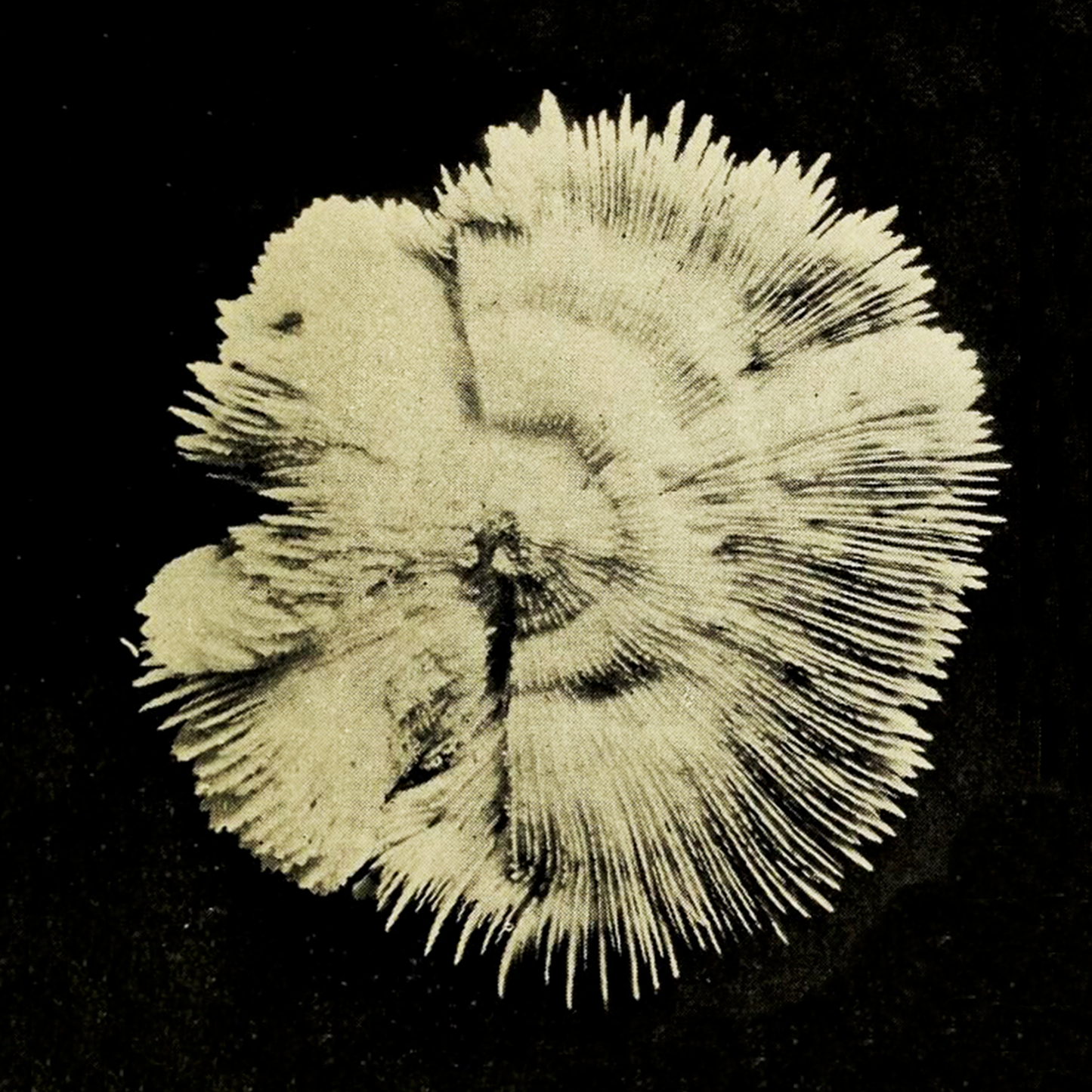 Shine Grooves - Pictures Of A Mood