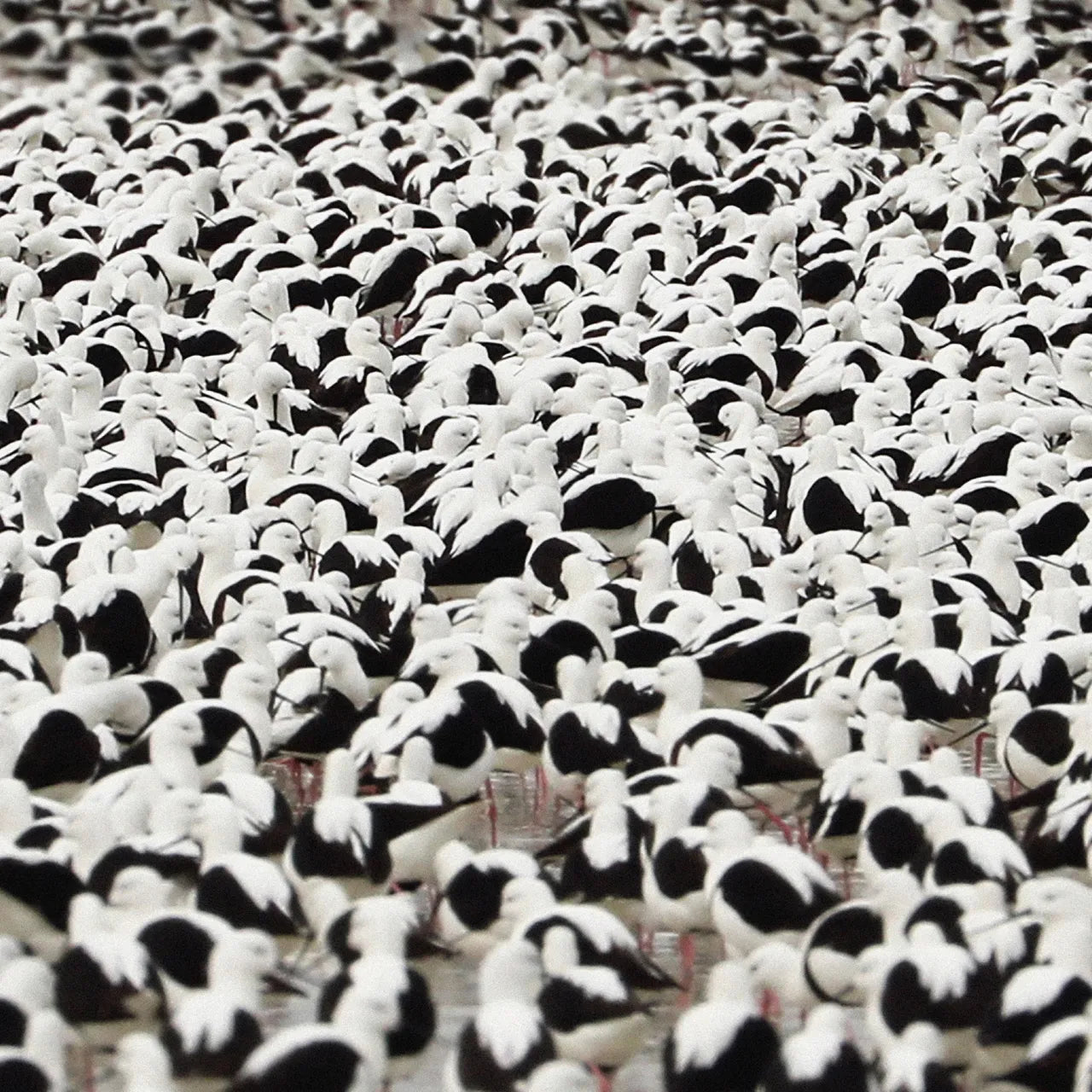 Stella Donnelly - Flood [Coloured Vinyl]