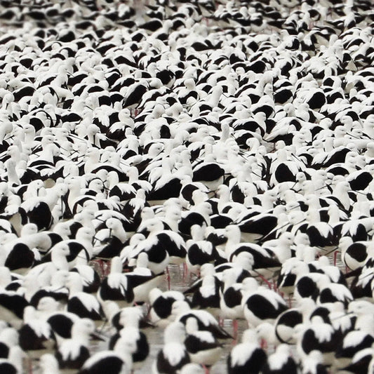 Stella Donnelly - Flood [Coloured Vinyl]