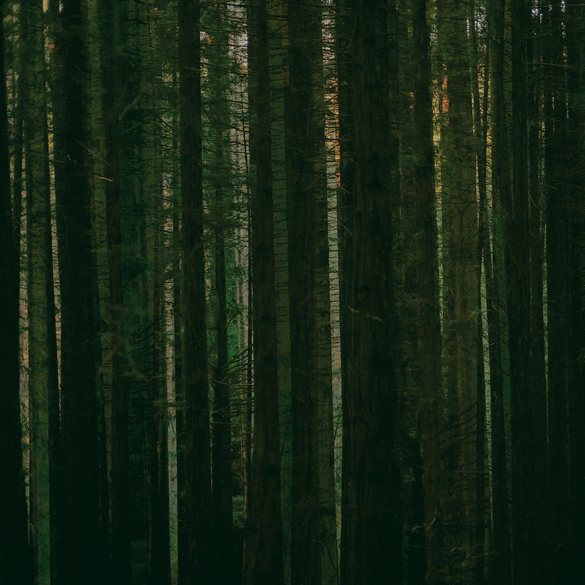 Paper Kites - Evergreen [LP]