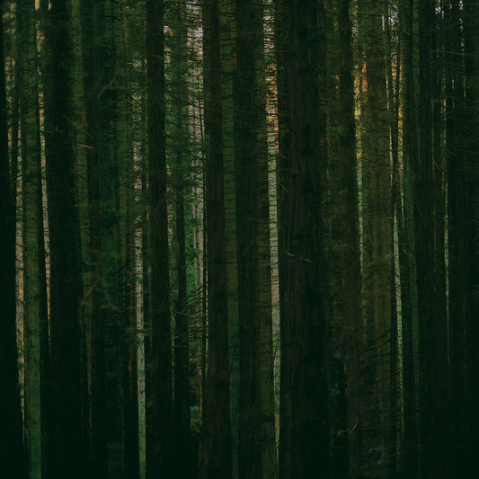 Paper Kites - Evergreen [LP]