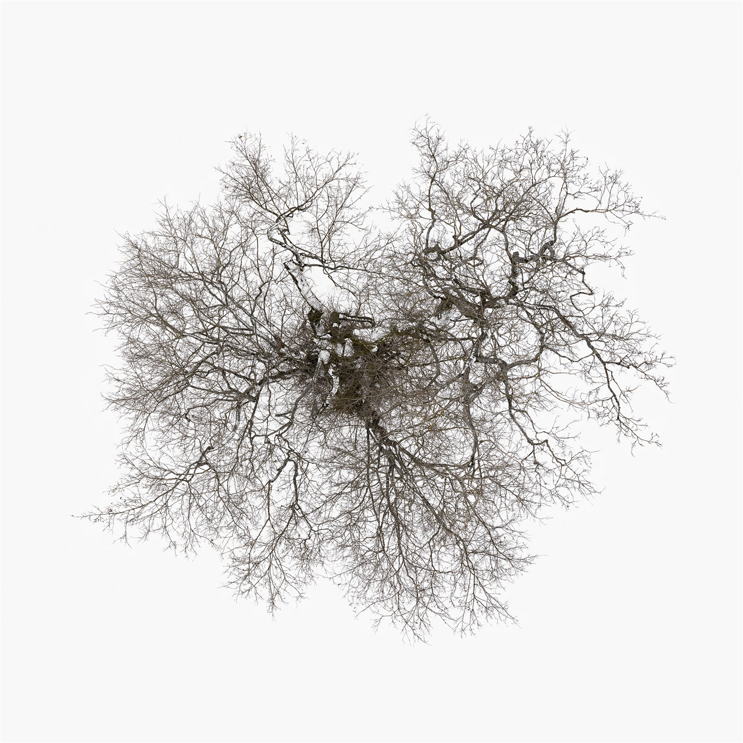 John Metcalfe - Tree [CD]