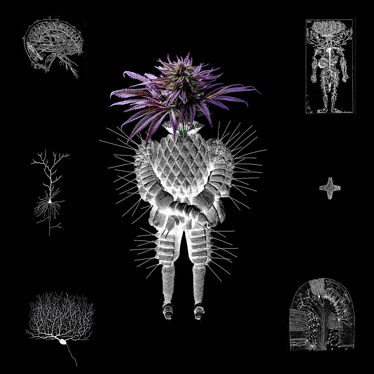 altarf / denev - 123.ro - VA04 [printed sleeve / 180 grams]
