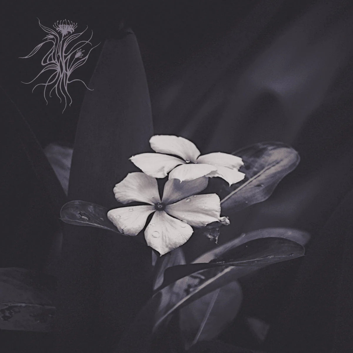 Saasil - Ephemeral [CD]