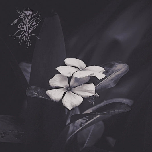 Saasil - Ephemeral [CD]