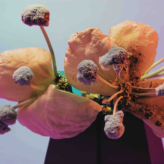 Various Artists - Compilation CJA 04