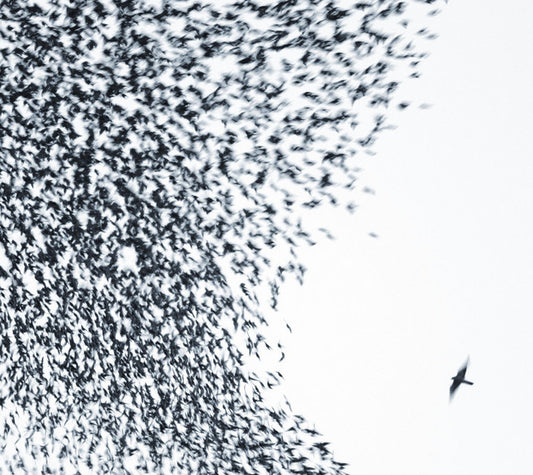 Wilco - Sky Blue Sky [Ltd 140g Blue vinyl 2LP]