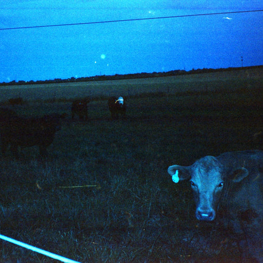 Waveform - Antarctica [Dark Blue Vinyl]