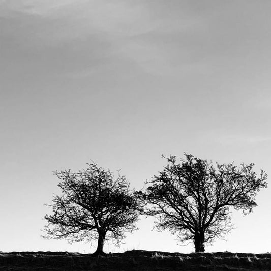 Jon Allen - A Heightened Sense of Everything [CD]