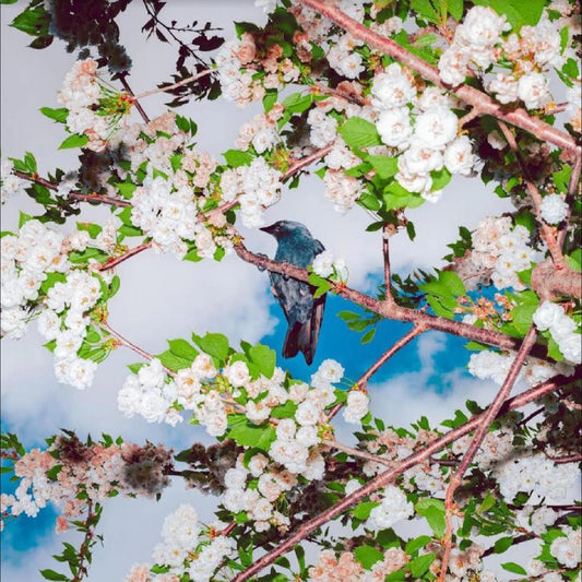 Ljudbilden Boelja - Embers [Black Vinyl]