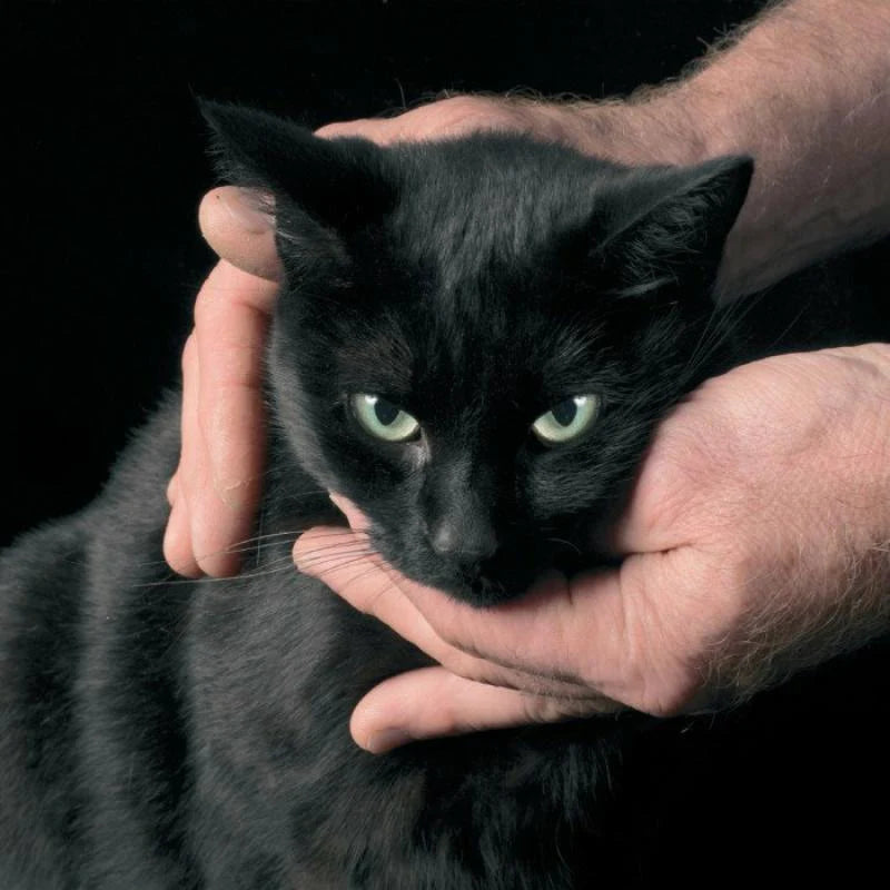 Peter Kernel - White Death Black Heart