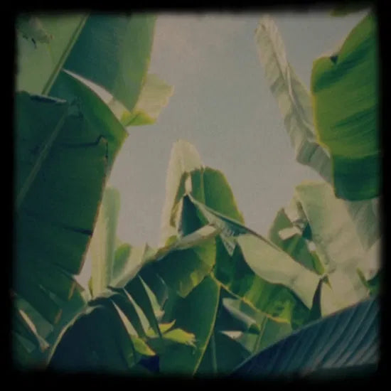 Lagoss - Plátano Tapes [Cassette]