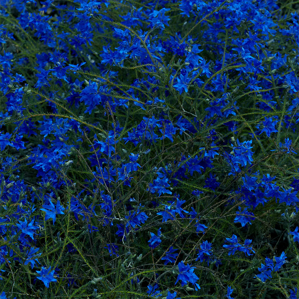 Jefre Cantu-Ledesma - Gift Songs [Sea Glass Blue coloured vinyl]