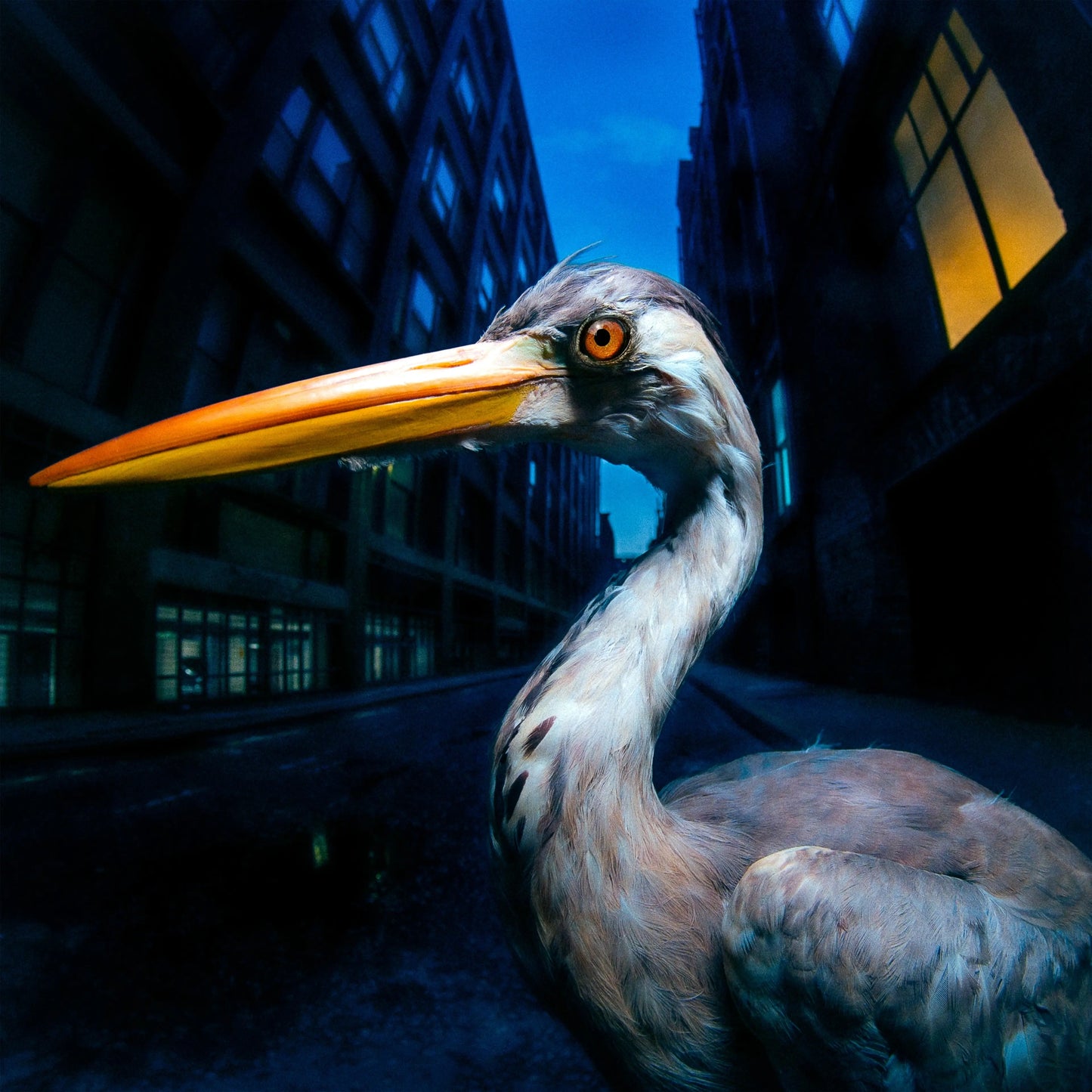 Antony Szmierek - Decoding Birdsong [Beak yellow coloured vinyl]