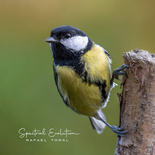 Rafael Toral - Spectral Evolution [LP]