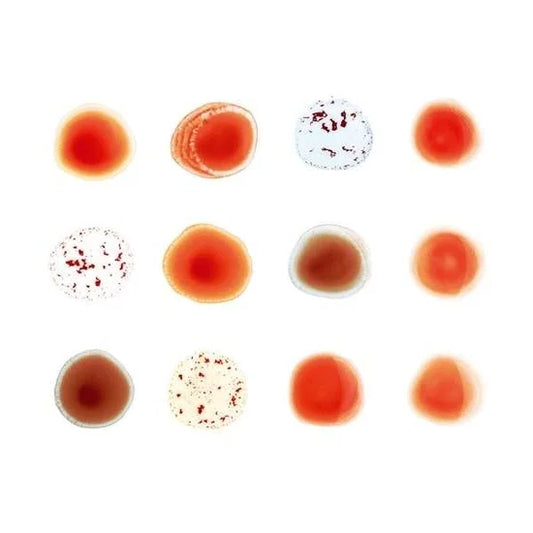 PETER GABRIEL - SCRATCH MY BACK / AND I'LL SCRATCH YOURS [2CD]
