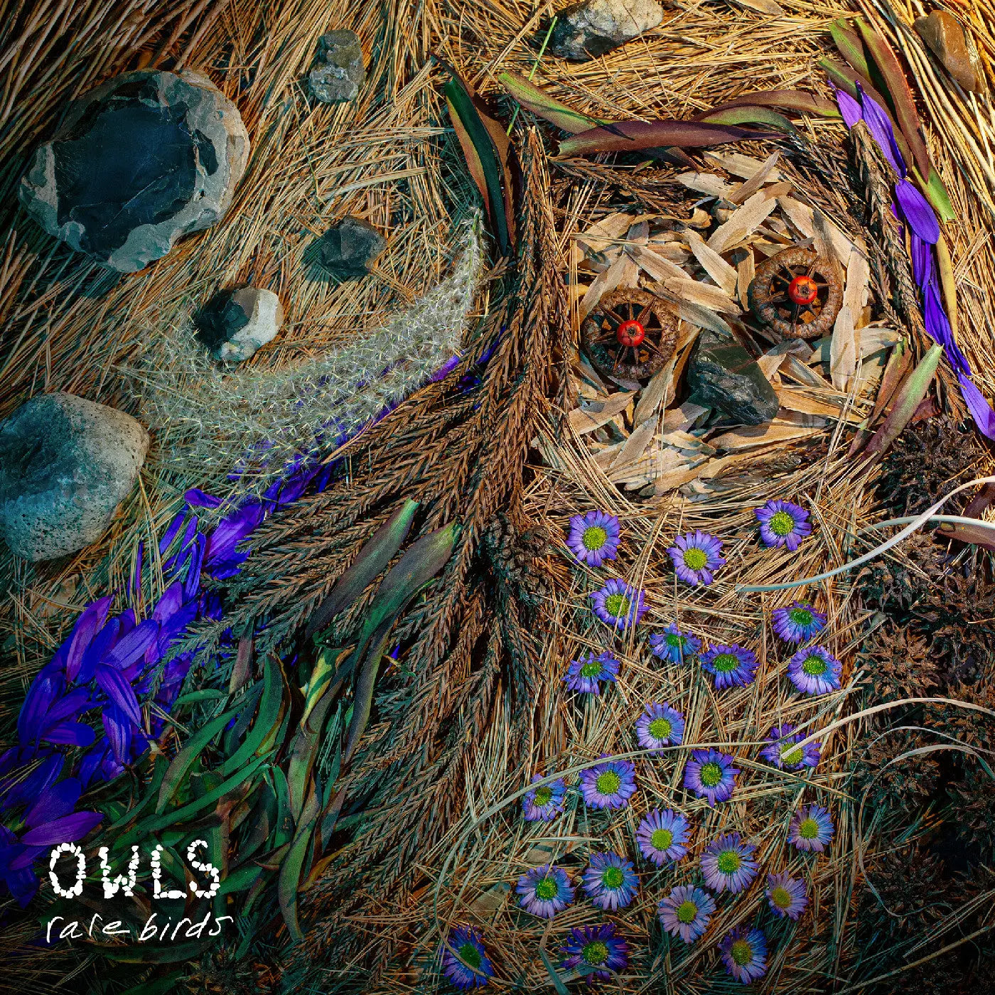 Owls - Rare Birds [CD]