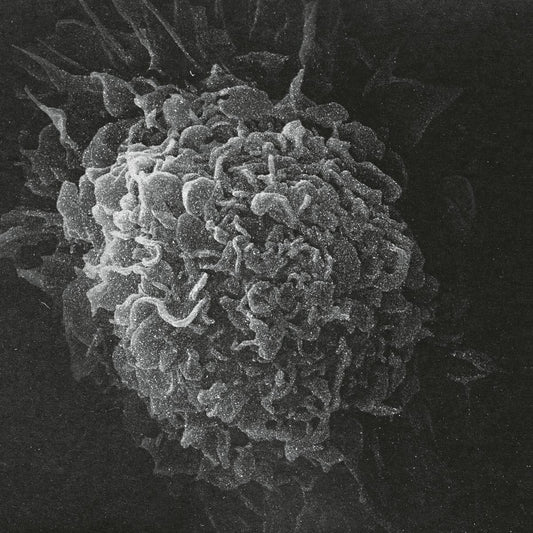 Kashpitzky - Romantic & Dead LP [printed sleeve]