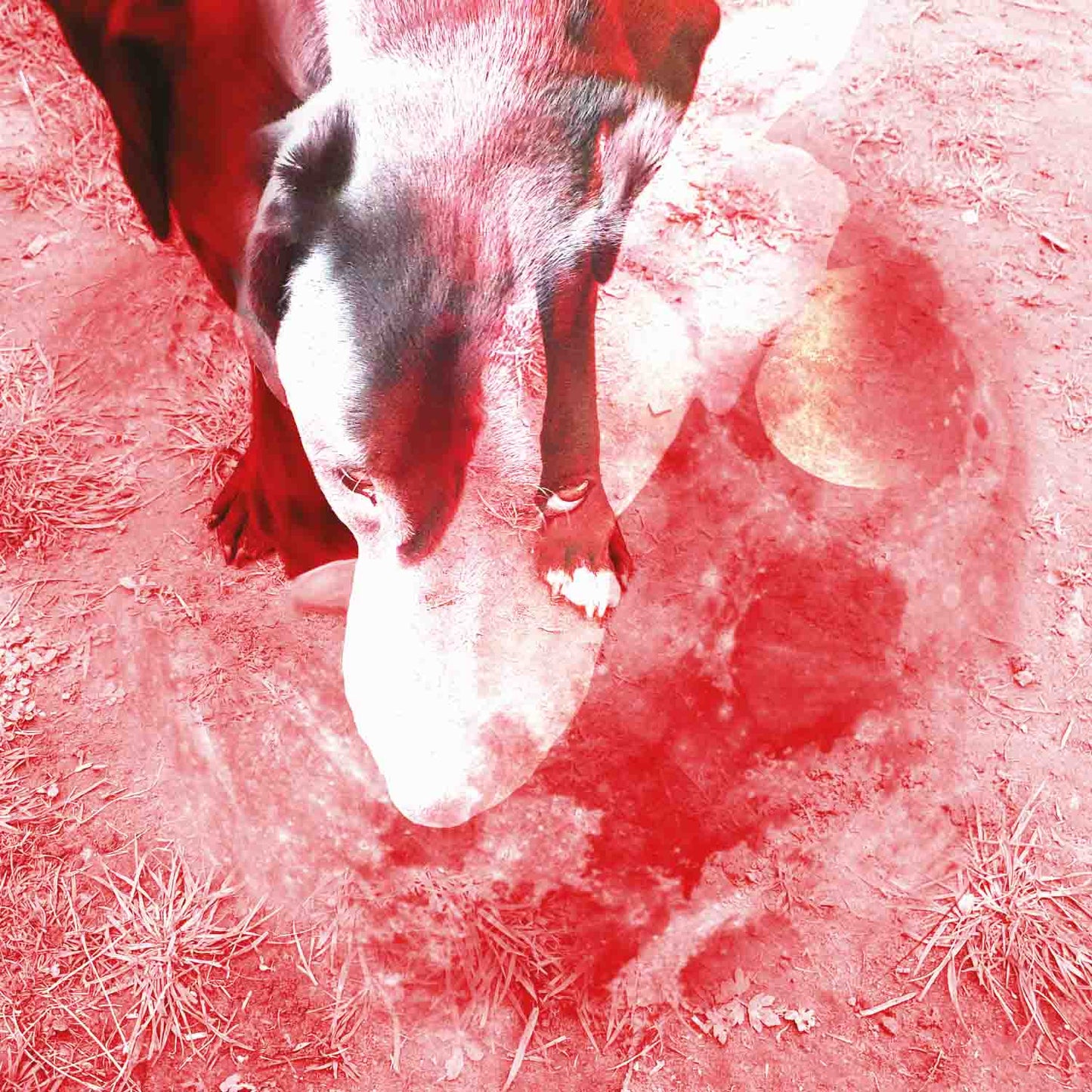 Ann Eysermans - Moonlight Shadoh