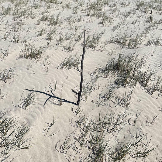 taschendrachen / gustav krach - engörn 01 [printed sleeve]