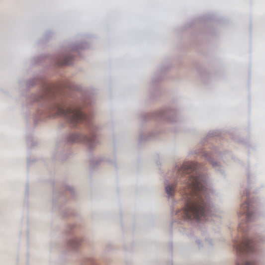 Ovïd - Dream Sequence