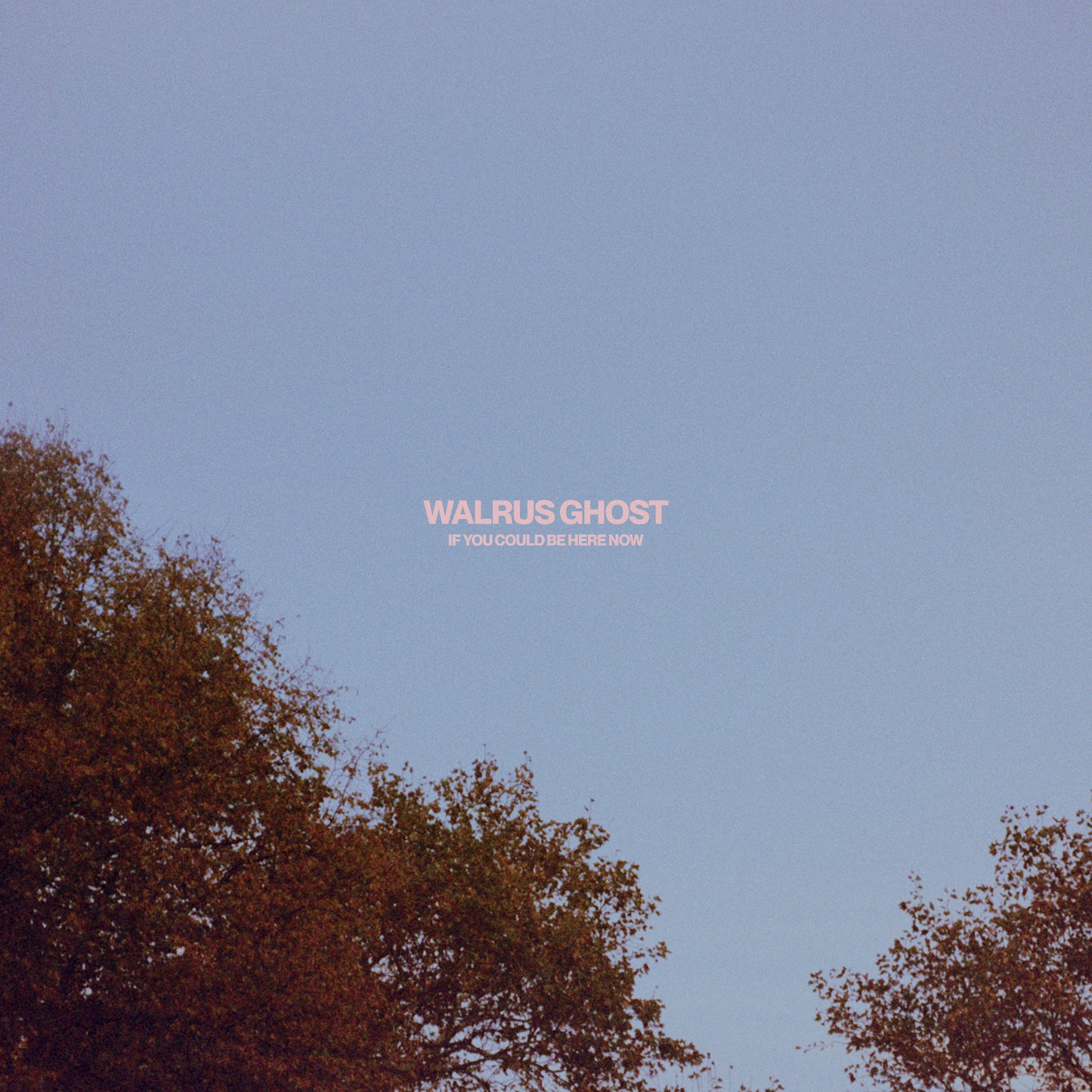 Walrus Ghost - If You Could Be Here Now