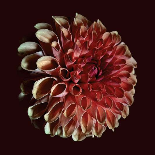 Jessica Moss - Unfolding [CD]