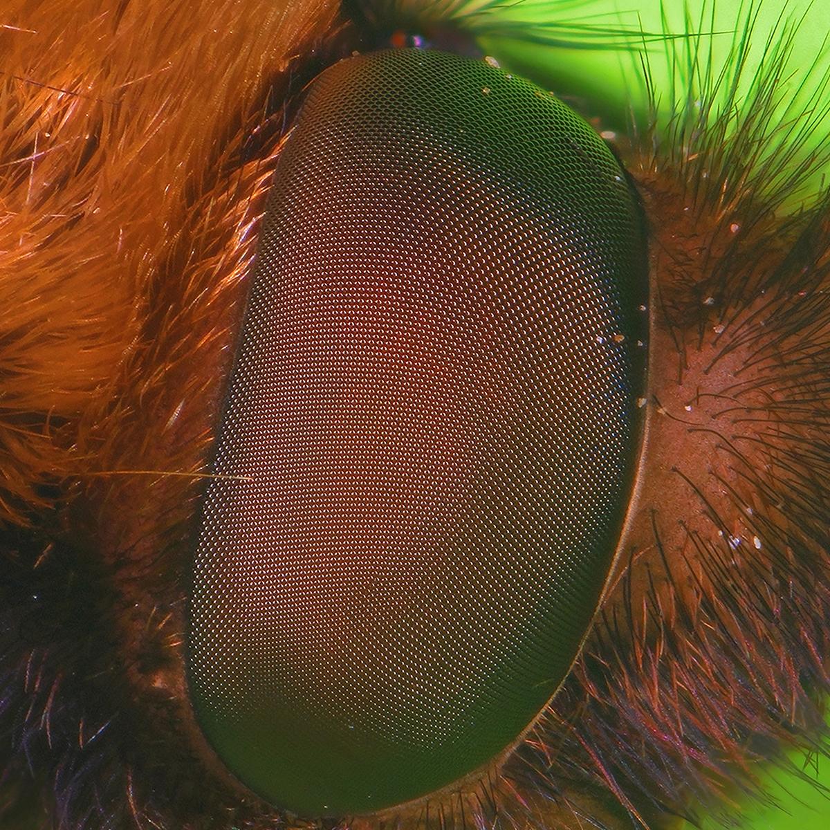 nthng - Hypnotherapy LP [tranparent green splatter vinyl / printed sleeve]