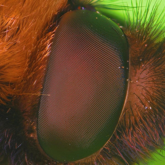 nthng - Hypnotherapy LP [tranparent green splatter vinyl / printed sleeve]