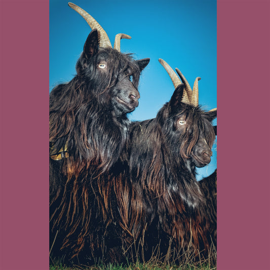 Martina Berther & Philipp Schlotter - Silence Will Never Die [White Vinyl]