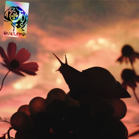 No Joy - Bugland [CD]