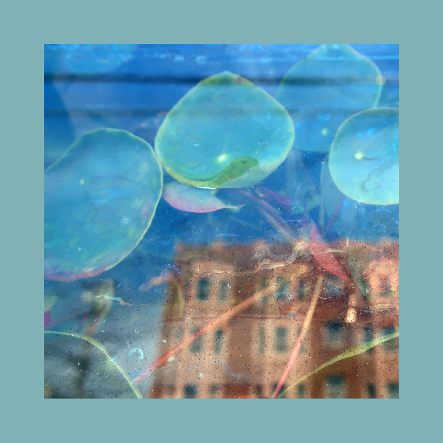 The Reds, Pinks and Purples - Acknowledge Kindness [Ltd Fog Glass Vinyl]