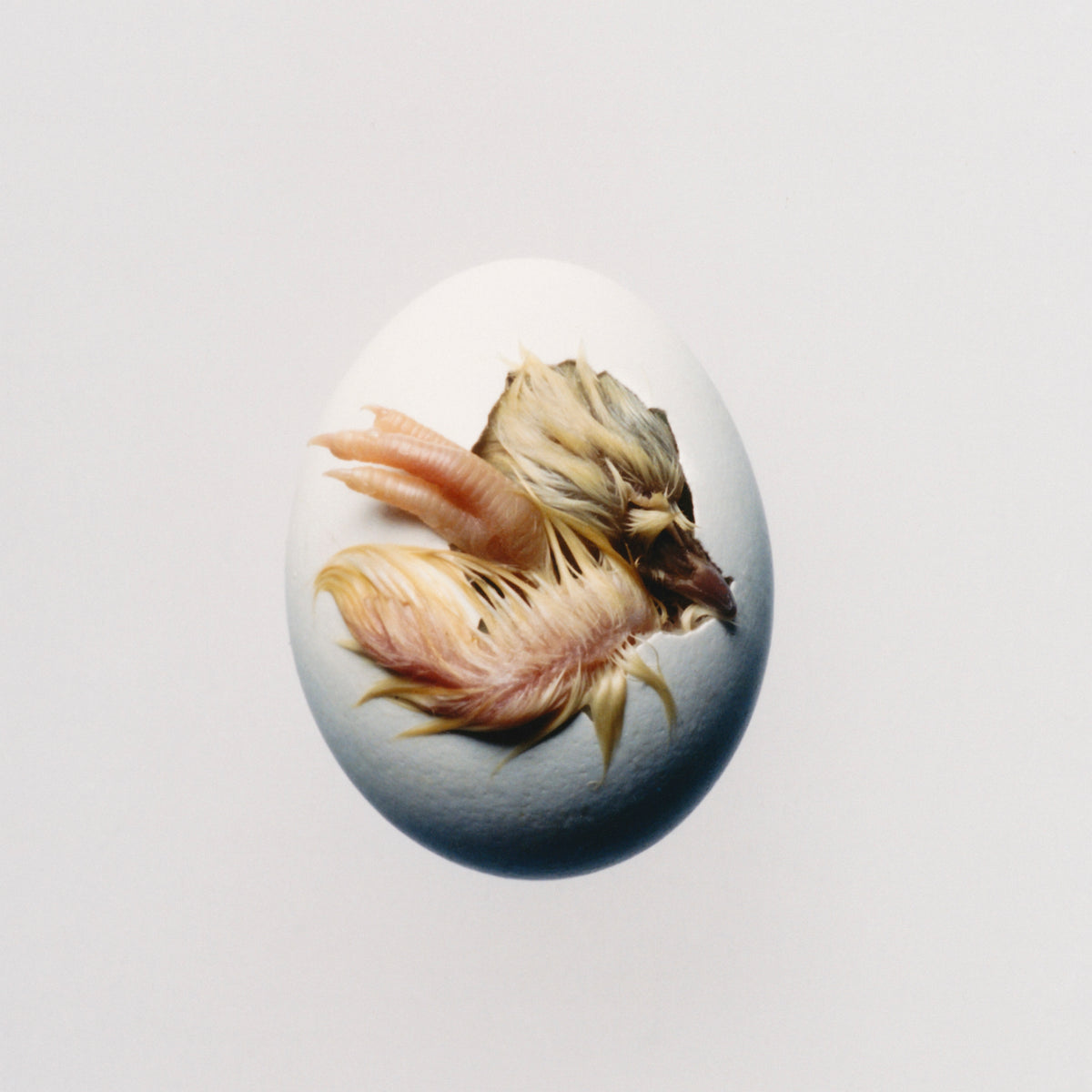 Shygirl - SWALLOW [Transparent Yellow Vinyl]