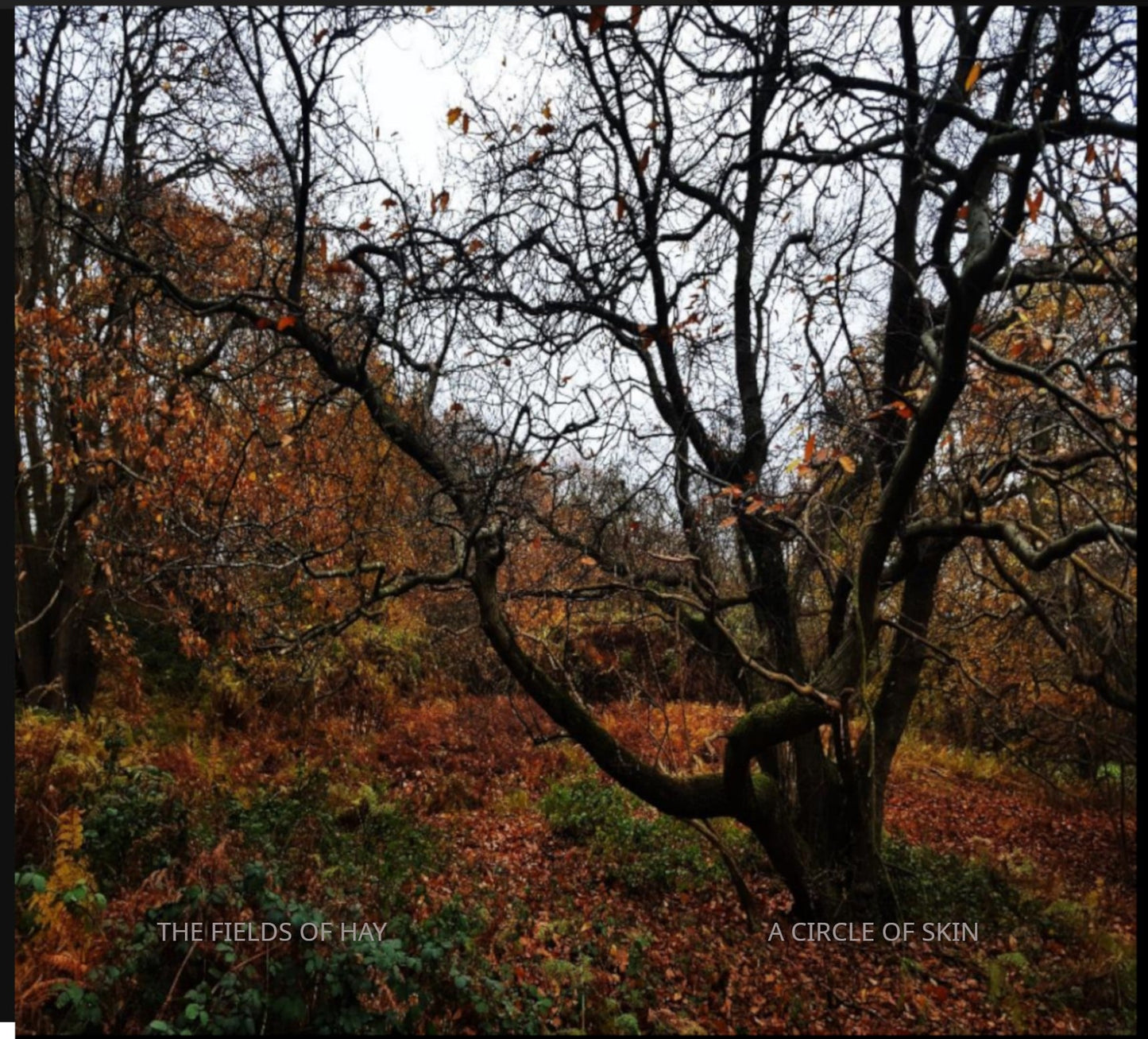 The Fields of Hay - A Circle of Skin [CD]