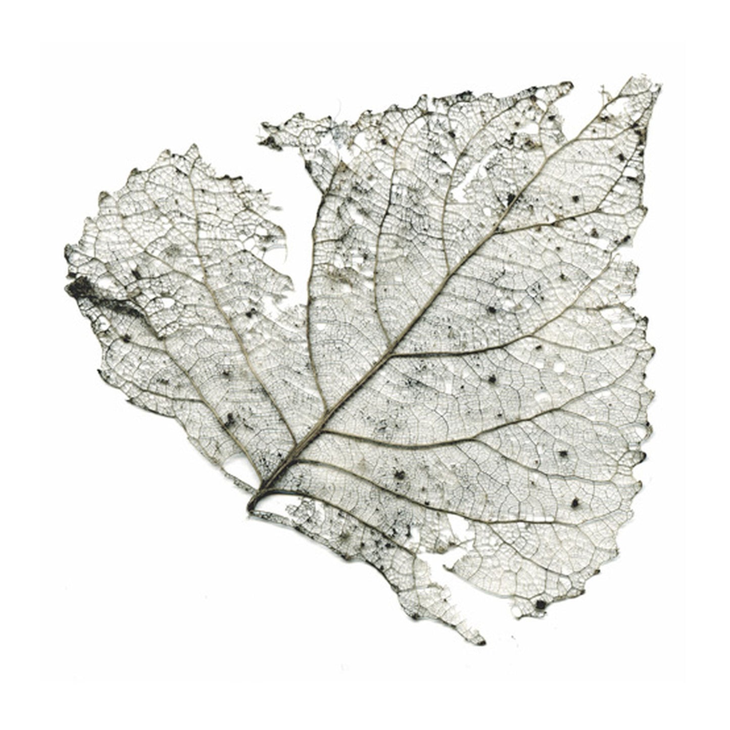 The Telescopes - Hungry Audio Tapes [Milky Clear Vinyl] (RSD 2023)