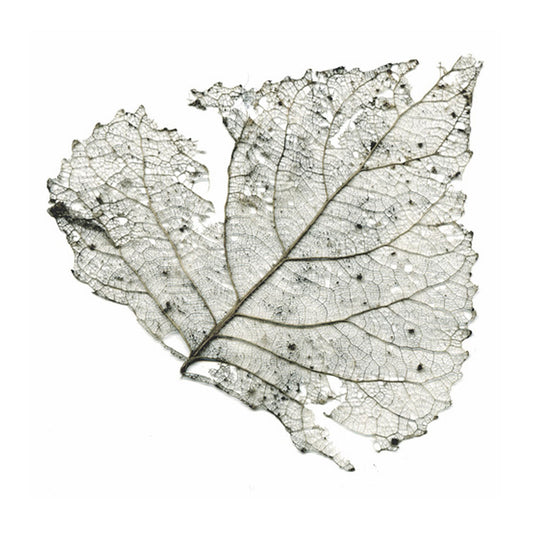 The Telescopes - Hungry Audio Tapes [Milky Clear Vinyl] (RSD 2023)