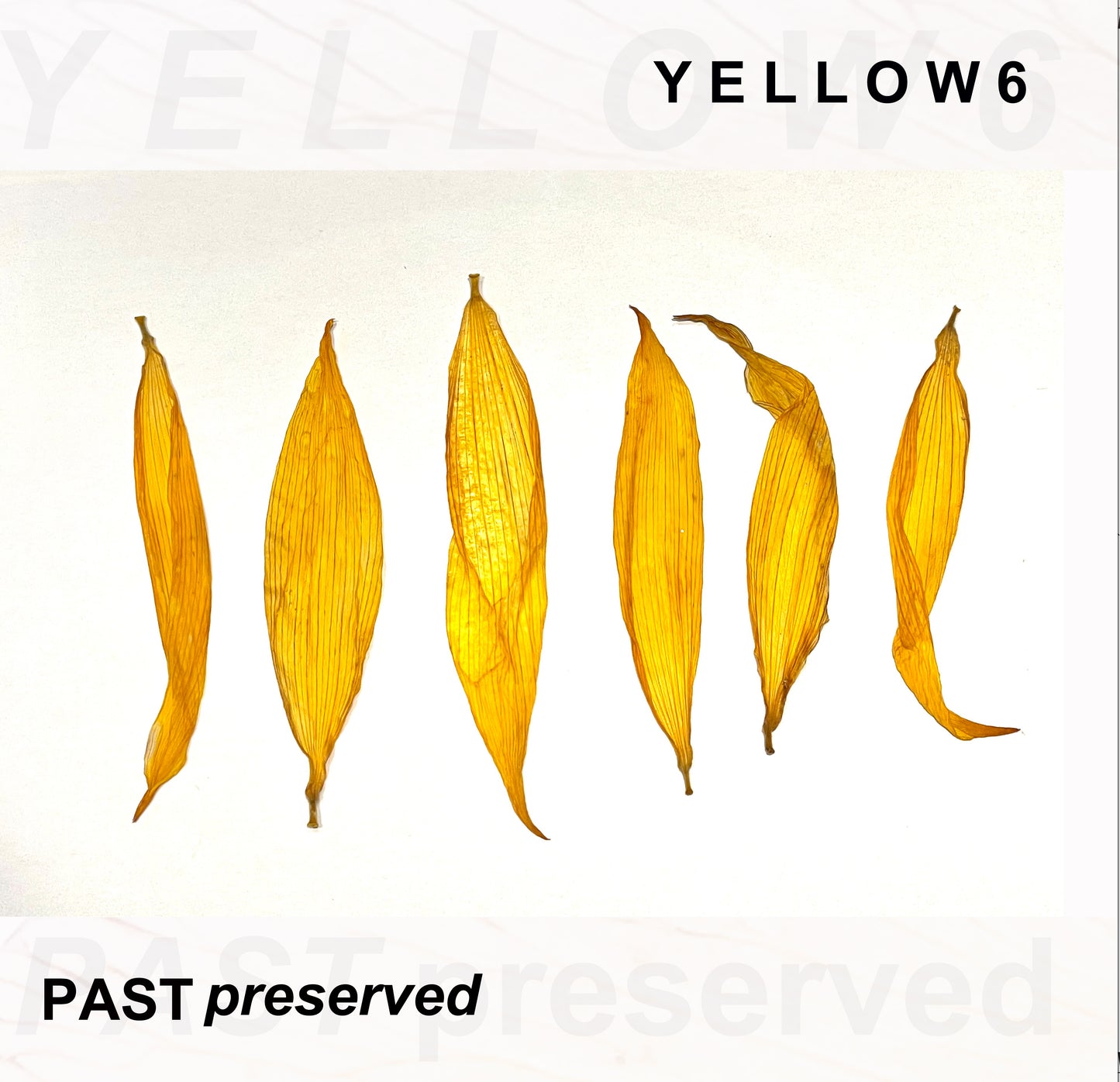 Yellow6 - Past Preserved [CD]