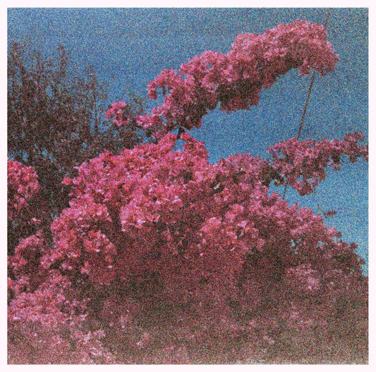 Elisabeth Klinck - Picture a Frame [White Vinyl]