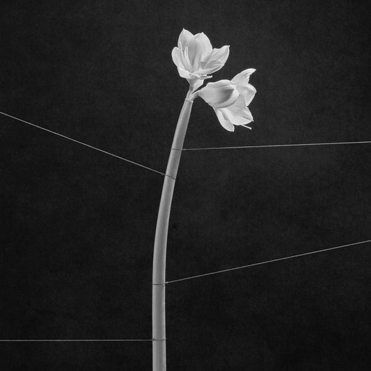 TRENTEMØLLER - DREAMWEAVER [CD Digipack]