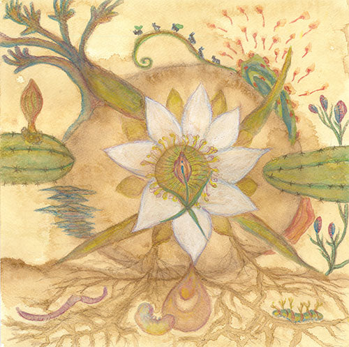 Markandeya / Joaquín Cornejo - Vision Versions